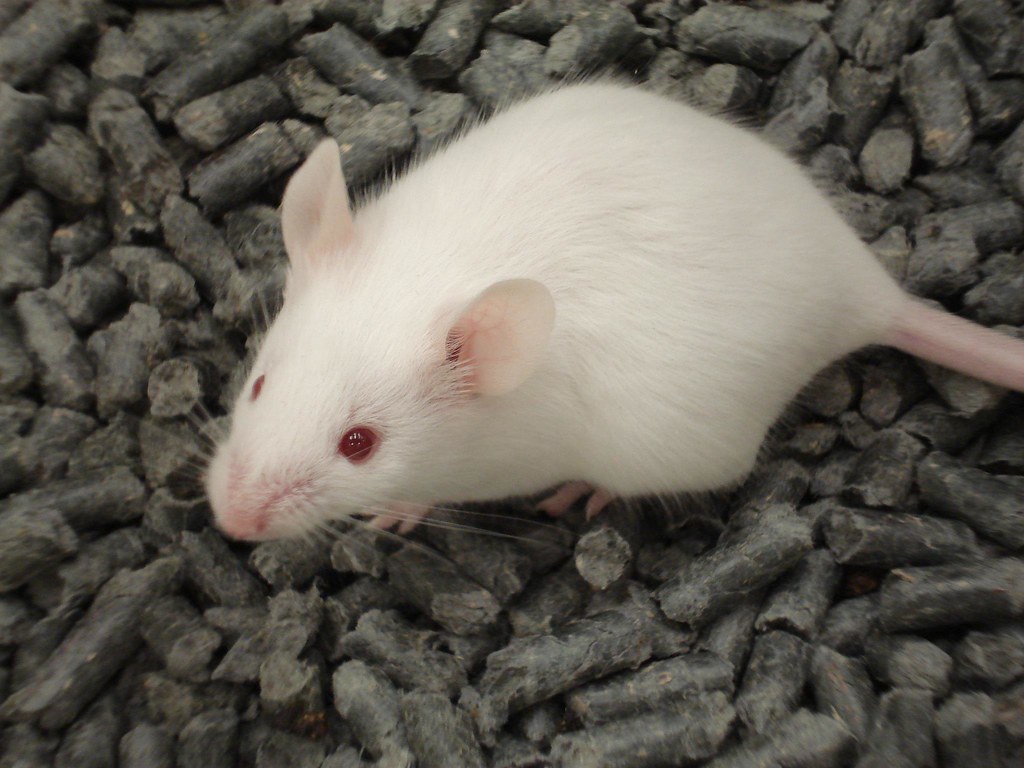 Laboratory mouse sitting on food pellets